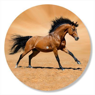Vinyl Record Decor Horse 12" 79-3-1 photo