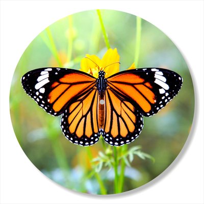 Vinyl Record Decor Butterfly 12" UF-Decor-Butterfly-2 photo