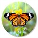 Vinyl Record Decor Butterfly 12" UF-Decor-Butterfly-2 photo 1