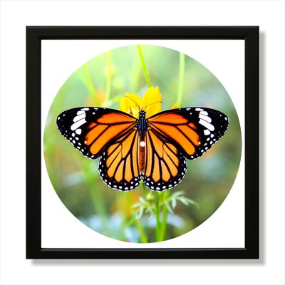 Vinyl Record Decor in a Wooden Frame Butterfly 14" UF-Frame-Butterfly-2 photo