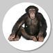 Vinyl Record Decor Monkey 12" 81-3-1 photo 1