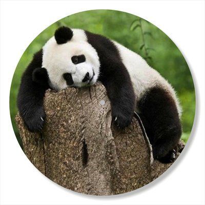 Vinyl Record Decor Panda 12" 82-3-1 photo