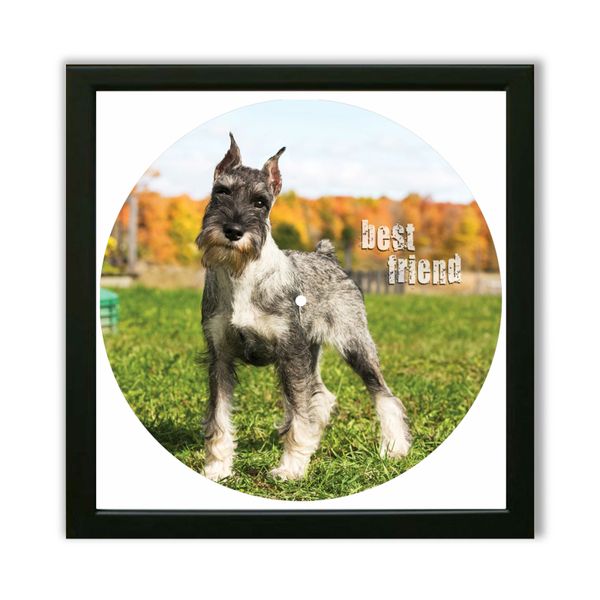 Vinyl Record Decor in a Wooden Frame Miniature Schnauze 14" UF-Frame-Miniature Schnauze-1 photo