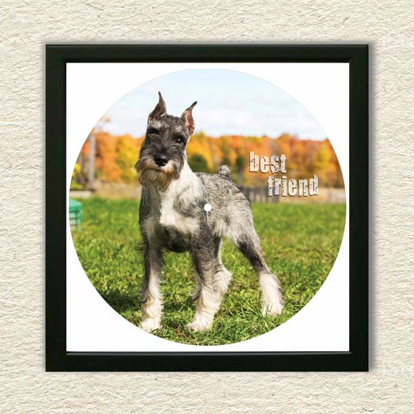 Vinyl Record Decor in a Wooden Frame Miniature Schnauze 14" UF-Frame-Miniature Schnauze-1 photo