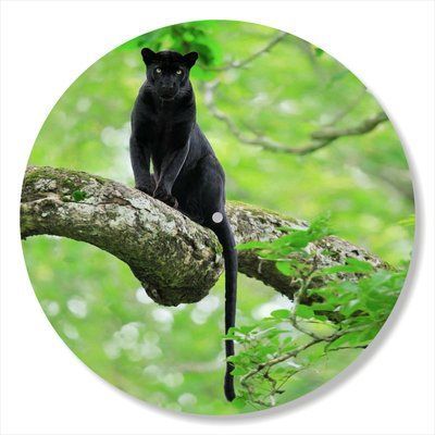 Vinyl Record Decor Panther 12" 83-3-1 photo