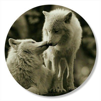 Vinyl Record Decor Wolf 12" 85-3-1 photo