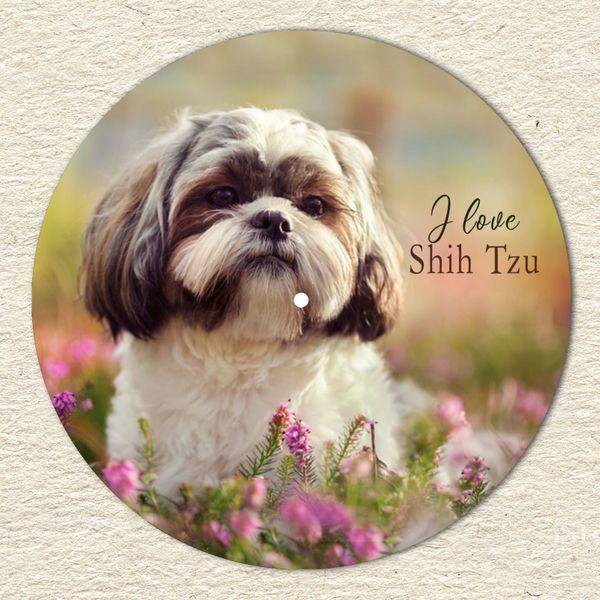 Vinyl Record Decor Shih Tzu-UF-1 12" UF-Decor-Shih Tzu-UF-1-1 photo