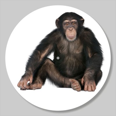 Vinyl Record Decor Monkey 12" UF-Decor-Monkey-1 photo