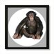 Vinyl Record Decor in a Wooden Frame Monkey 14" UF-Frame-Monkey-1 photo 1