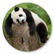 Vinyl Record Decor Panda 12" UF-Decor-Panda-1 photo 1