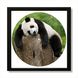 Vinyl Record Decor in a Wooden Frame Panda 14" UF-Frame-Panda-1 photo 1