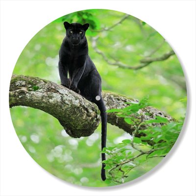 Vinyl Record Decor Panther 12" UF-Decor-Panther-1 photo