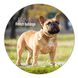 Vinyl Record Decor French Bulldogs 12" UF-Decor-French Bulldogs-2 photo 1