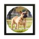 Vinyl Record Decor in a Wooden Frame French Bulldogs 14" UF-Frame-French Bulldogs-2 photo 1