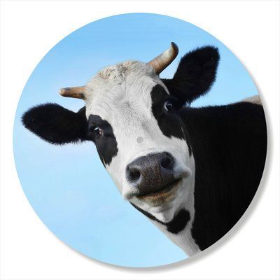 Vinyl Record Decor Cow 12" 75-3-1 photo