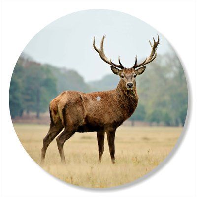 Vinyl Record Decor Deer 12" 76-3-1 photo